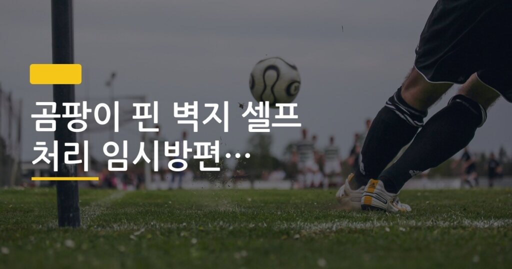 곰팡이 핀 벽지 셀프 처리 임시방편 vs 근본 해결