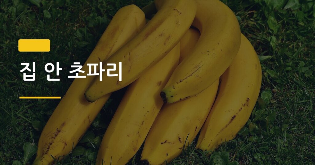 집 안 초파리, 어디서 생기는 건지 직접 잡아본 솔직 후기