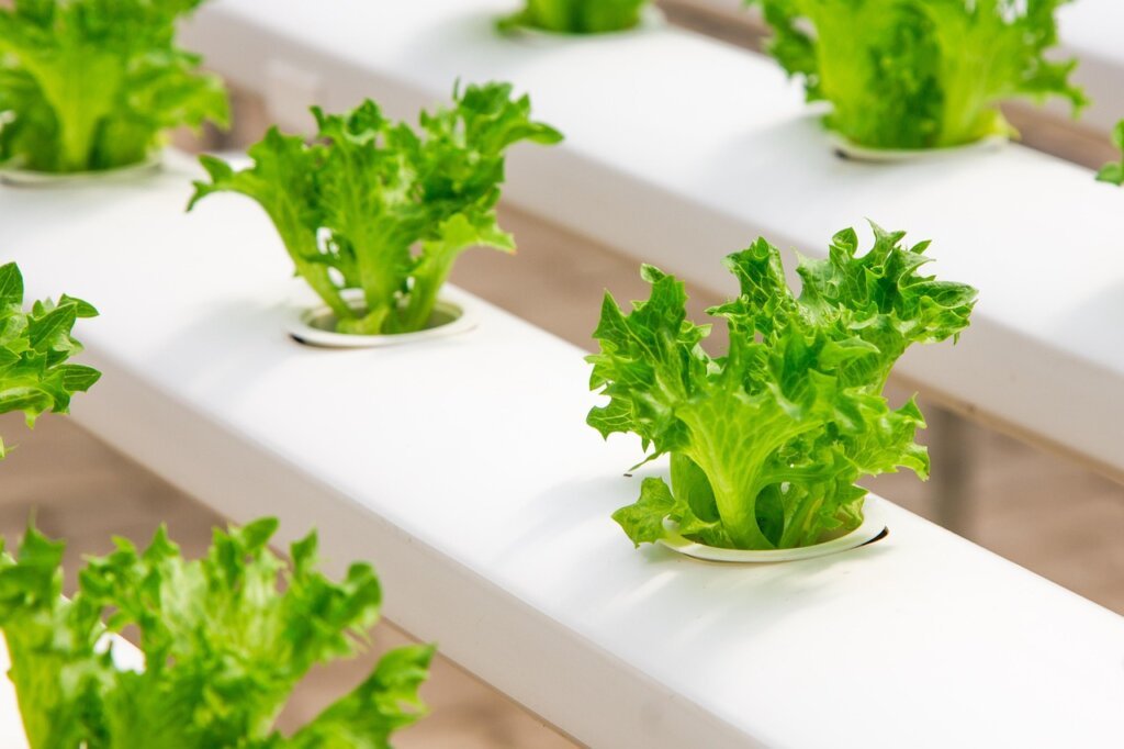 small scale farm vegetables growing in greenhouse