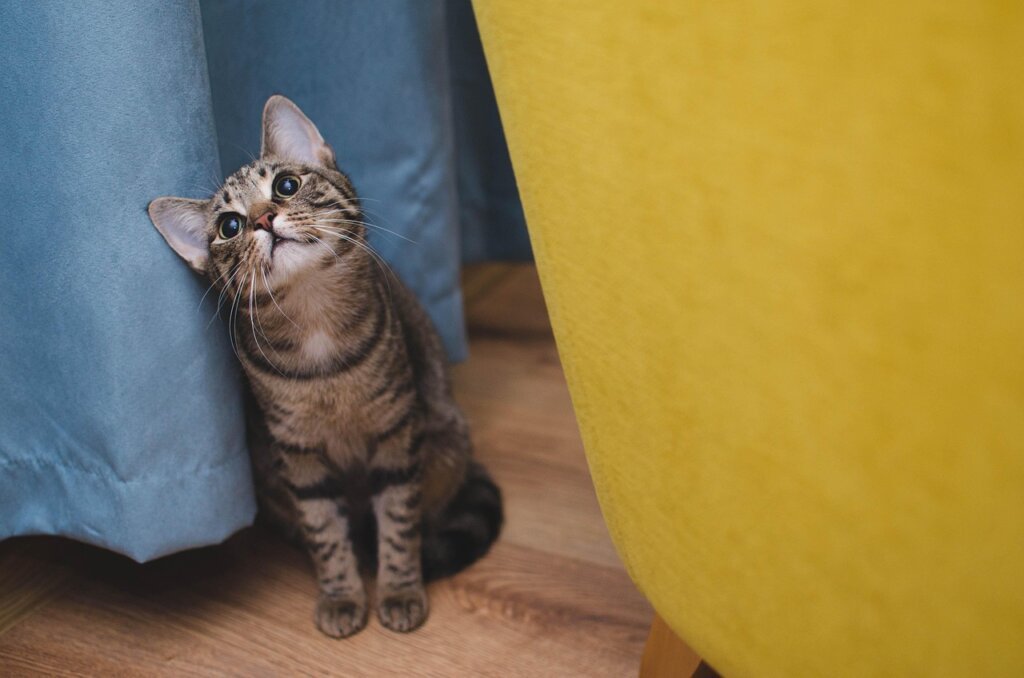 happy dog and cat sitting together after recovery from neutering