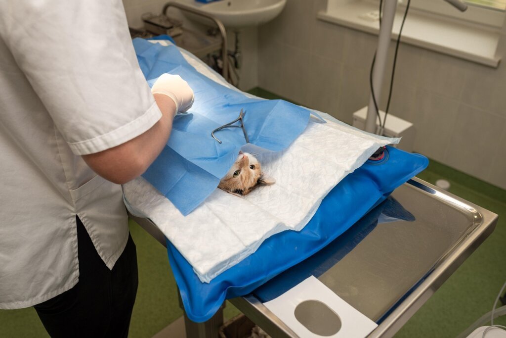 pet owner receiving a receipt from vet clinic after surgery